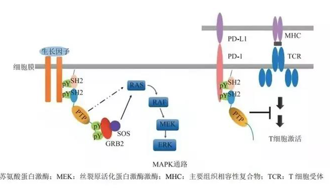 晚期恶性肿瘤患者的福音，SHP2变构抑制剂RG001片获批临床.png