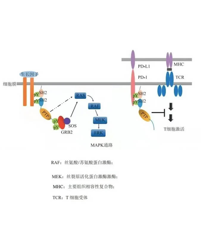28圈助力凌达生物SHP2变构抑制剂RG001片获批临床.jpg