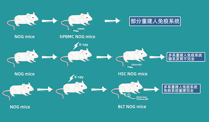 评价肿瘤药物的动物药效模型，你选对了吗.jpg